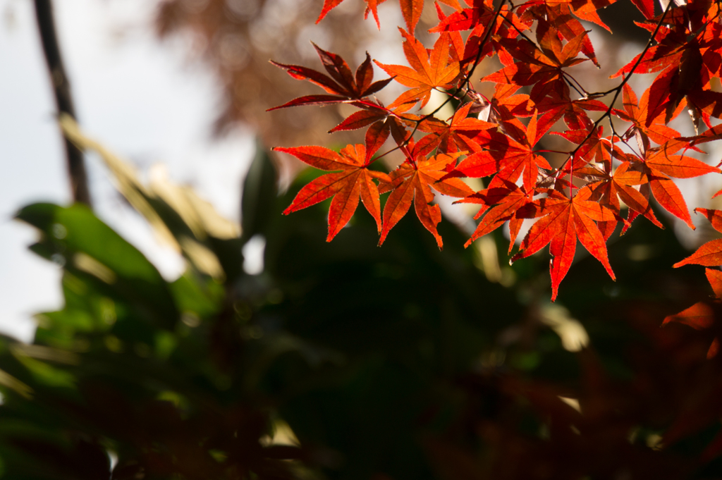 【近所の緑道の紅葉】⑤20161126