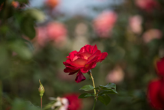 【京成バラ園(薔薇：希望)】20161023