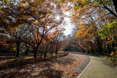 神代植物公園【かえで園： 神代小橋付近】②20191214