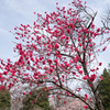 神代植物公園【ハナモモ：黒皮】20220331