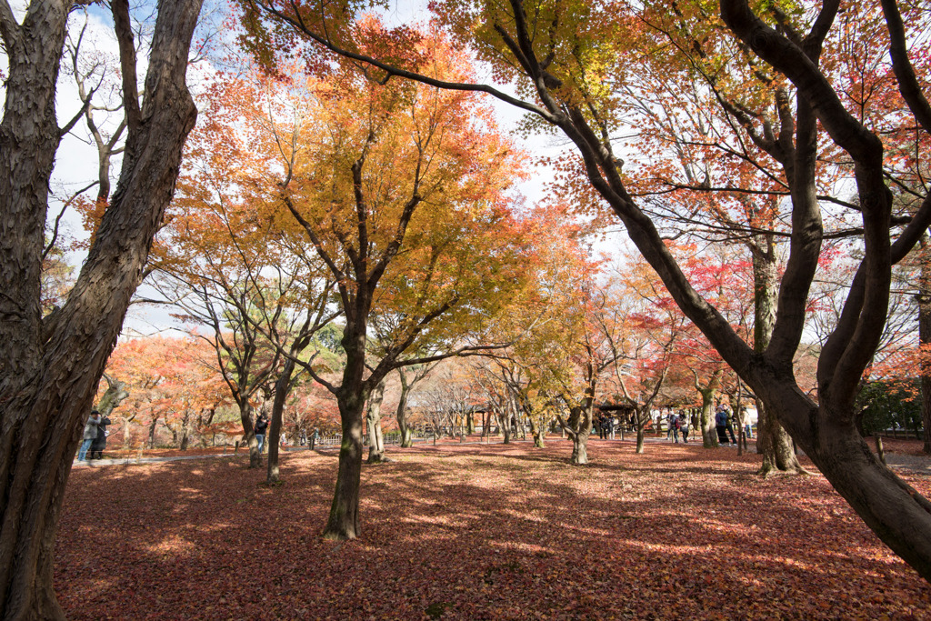 東福寺【紅葉】20191203