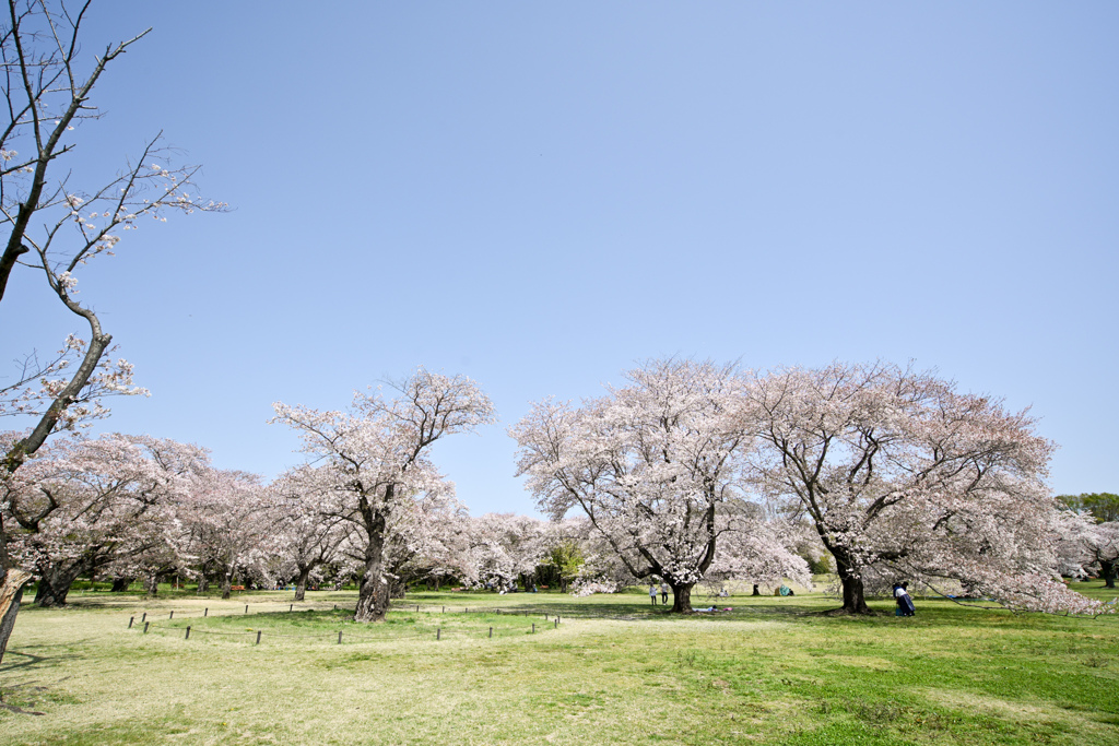 昭和記念公園【桜の園の眺め】④20240414