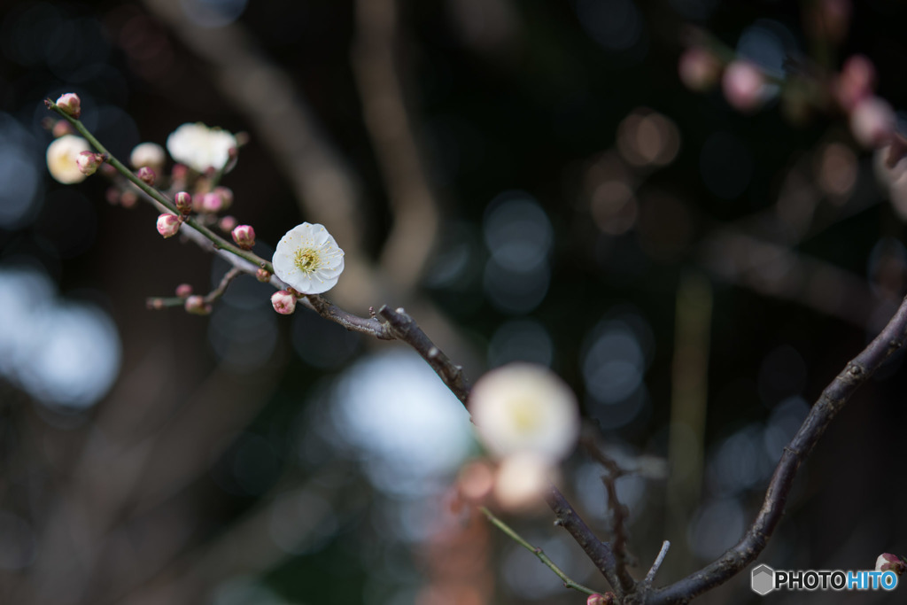 【大船植物園(春日野)】②20160206