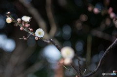 【大船植物園(春日野)】②20160206