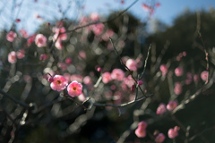 大船フラワーセンター【梅の花：鴛鴦】②20220211