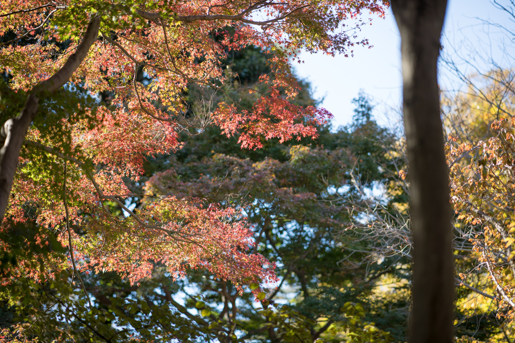 神代植物公園【かえで園：遠くの紅葉】④20211127