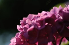 【紫陽花・レナータ】20140615