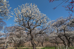 府中市郷土の森【梅：白加賀】②20210223
