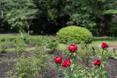 神代植物公園【芍薬：レッドローズ】20190503