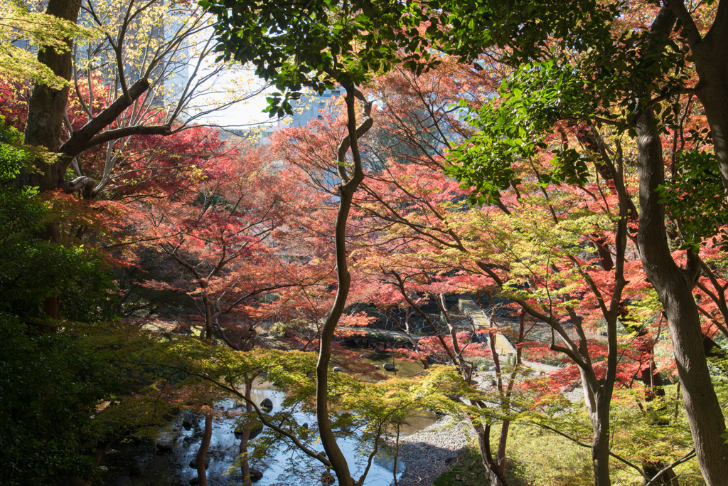 小石川後楽園【紅葉：通天橋付近】20211128