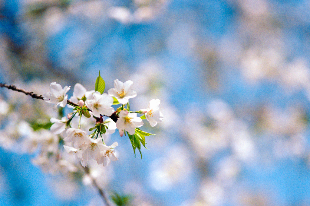 新宿御苑【桜：大島桜】④20230314銀塩NLP
