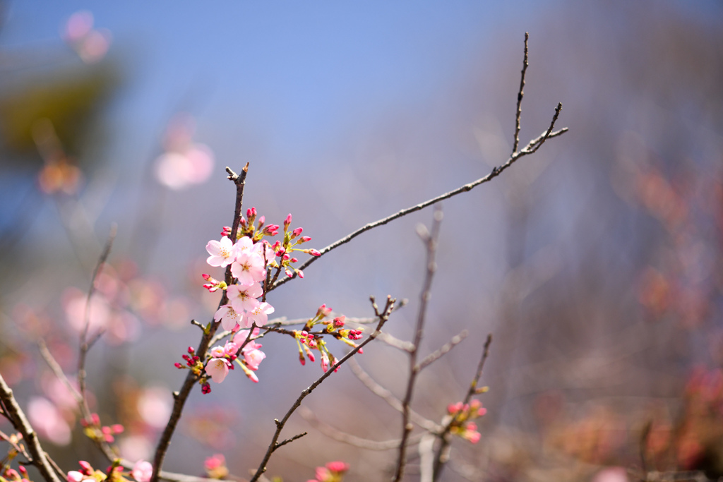 神代植物公園【サクラ：神代曙】②20240330