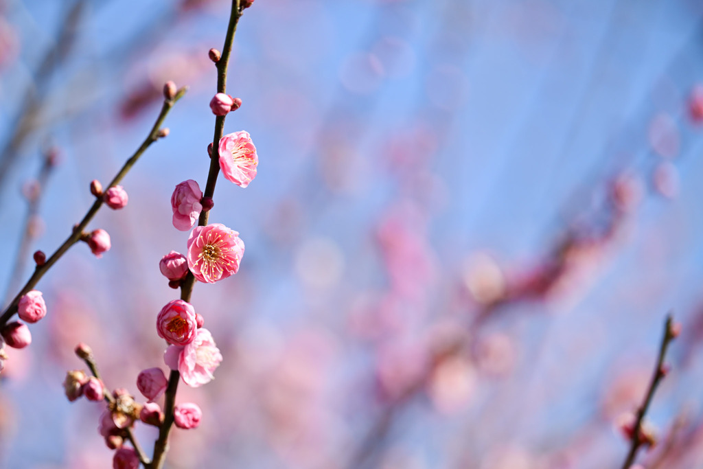 小田原フラワーガーデン【梅の花：未開紅】20260130