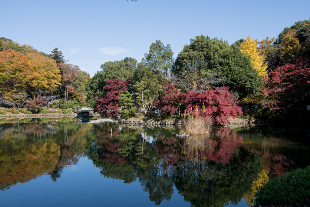 薬師池公園【薬師池周辺の紅葉】①20201115