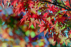 昭和記念公園【日本庭園：紅葉の様子】⑧20201114銀塩