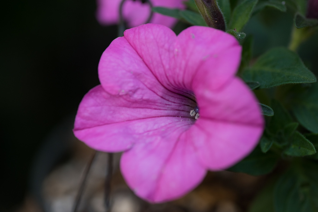 【庭の花(サファニア)】20150429