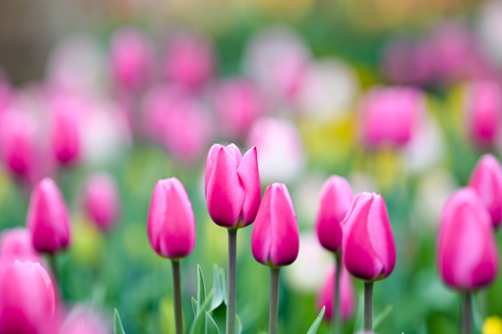 花菜ガーデン【アイスチューリップ(ピンク系)】⑤20251219