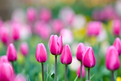 花菜ガーデン【アイスチューリップ(ピンク系)】⑤20251219