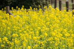 神代植物公園【菜の花】①20170319