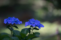 薬師池公園【紫陽花：ブルーダイヤモンド】20180609