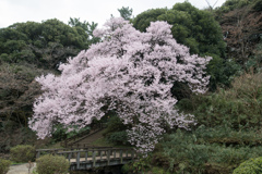 新宿御苑【桜：高遠小彼岸】②20230314