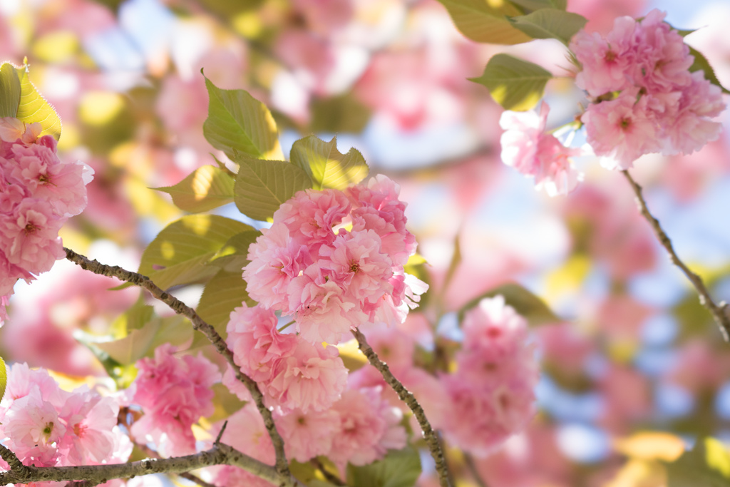 神代植物公園【桜：関山】20170423