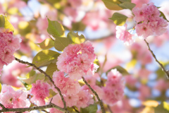 神代植物公園【桜：関山】20170423