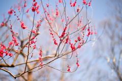 府中市郷土の森【梅の花：紅千鳥】③20250309
