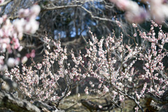 大倉山梅林【梅の花：八重旭】①20250214