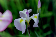 薬師池公園【花菖蒲(白系)】③20200531