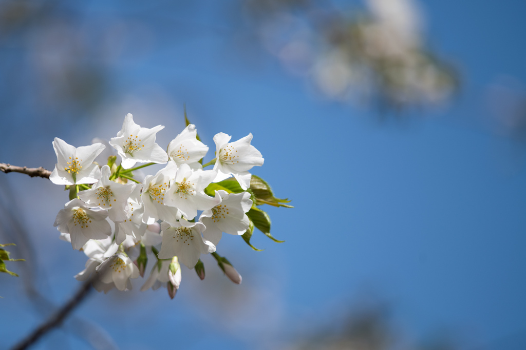 新宿御苑【早咲き桜：大島桜】①20220320
