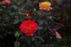 生田緑地ばら苑【秋パラ：リオ・サンバ】20251023