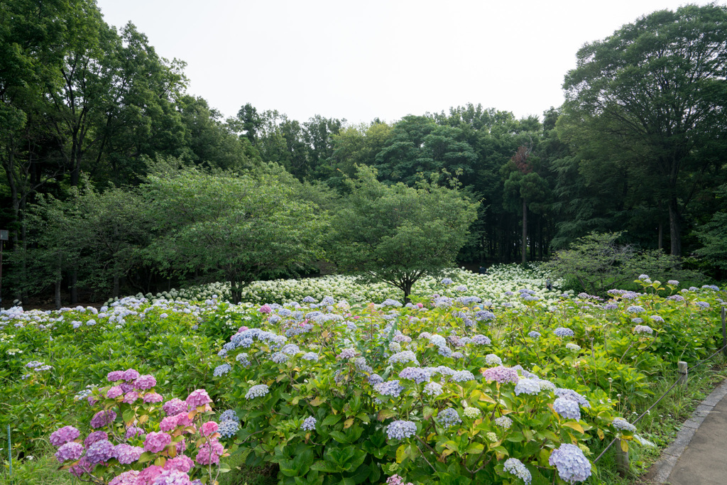 相模原北公園【紫陽花の眺め】20210613