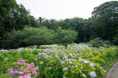 相模原北公園【紫陽花の眺め】20210613