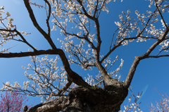 【小田原フラワーガーデン(八重野梅)】①20150214