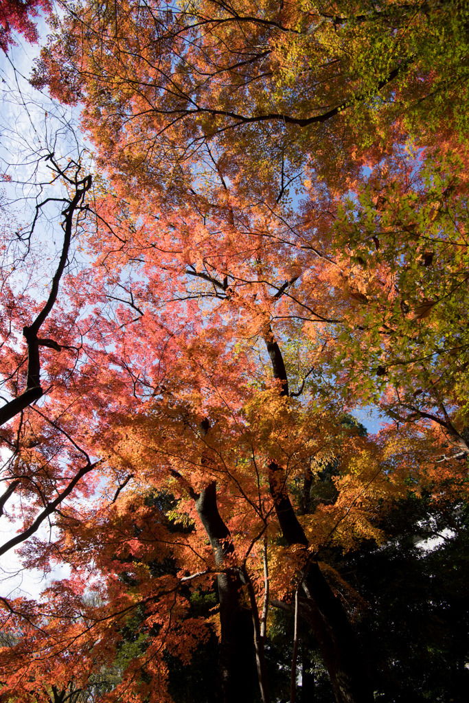小石川後楽園【小盧山付近の紅葉】①20171126