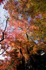 小石川後楽園【小盧山付近の紅葉】①20171126