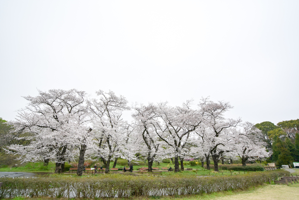 神代植物公園【サクラ：築山付近の眺め】②20240406