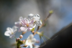 本牧山頂公園【サクラ：大島桜】③20200321