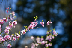 早春の神代植物公園【ハナモモ：ピンク系】②20240322