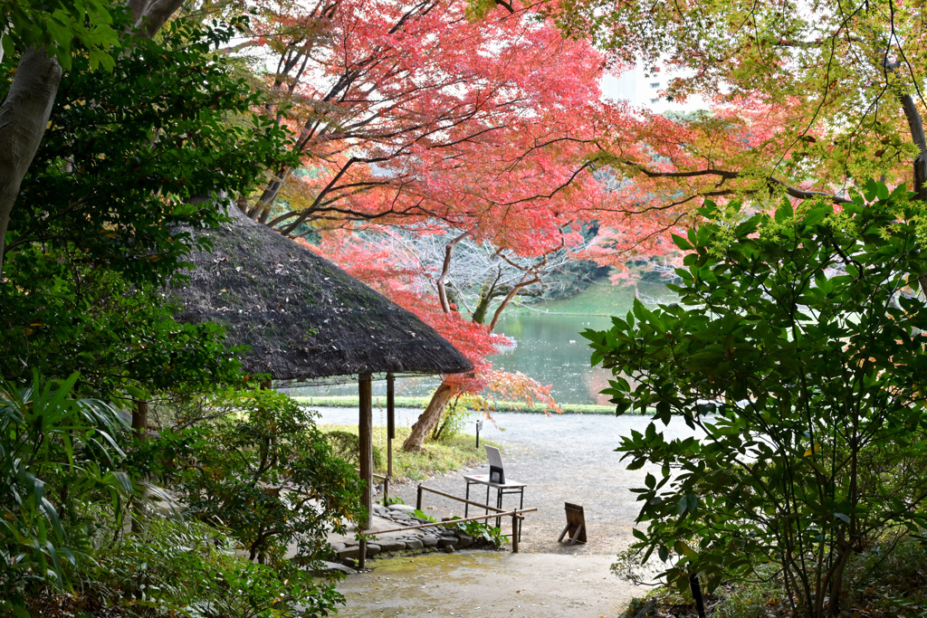 小石川後楽園【丸屋付近の紅葉】②20241202