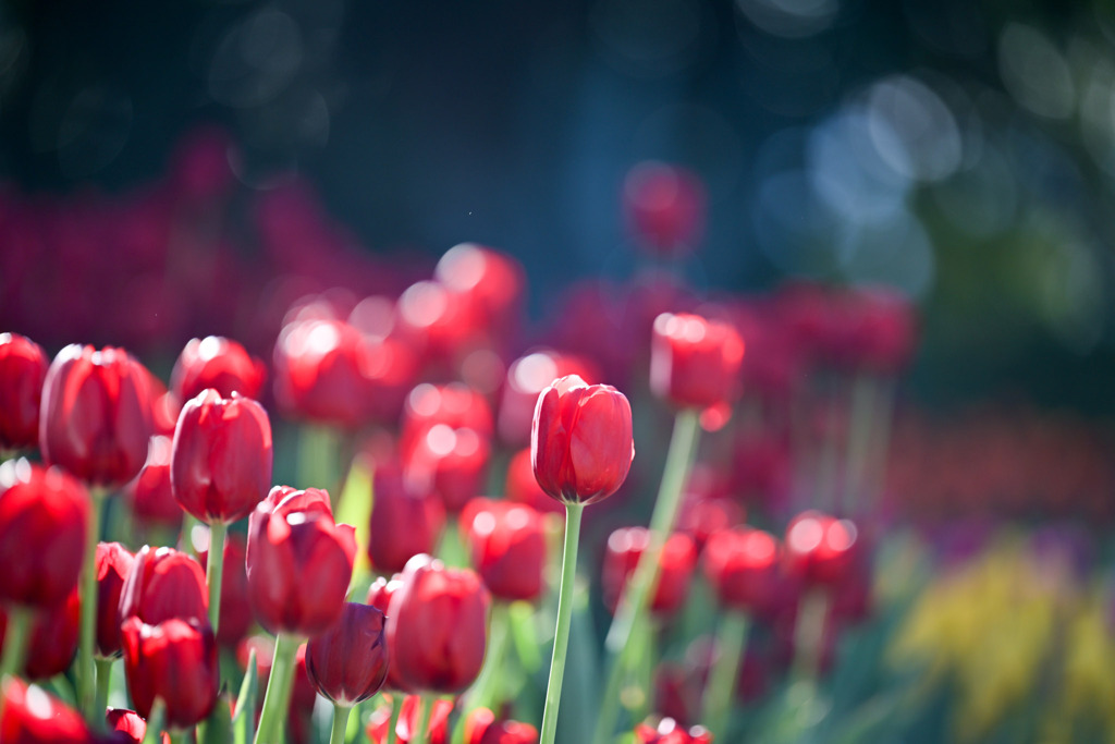 サムエル・コッキング苑【チューリップ：イルデフランス】②20260106