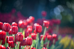 サムエル・コッキング苑【チューリップ：イルデフランス】②20260106