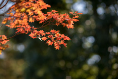 昭和記念公園【日本庭園：紅葉】⑬20191116