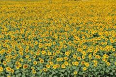 【ヒマワリ】20130813