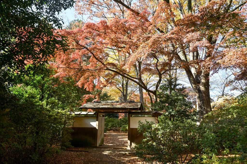 都内紅葉巡り【六義園：宣春亭への門】①20251128
