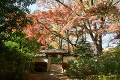 都内紅葉巡り【六義園：宣春亭への門】①20251128