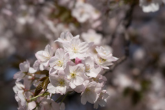 新宿御苑【桜：嵐山】②20170416