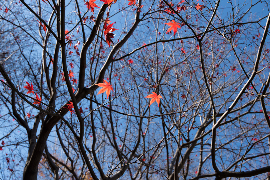 【薬師池公園：道沿いの紅葉】②20141206