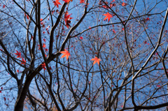 【薬師池公園：道沿いの紅葉】②20141206